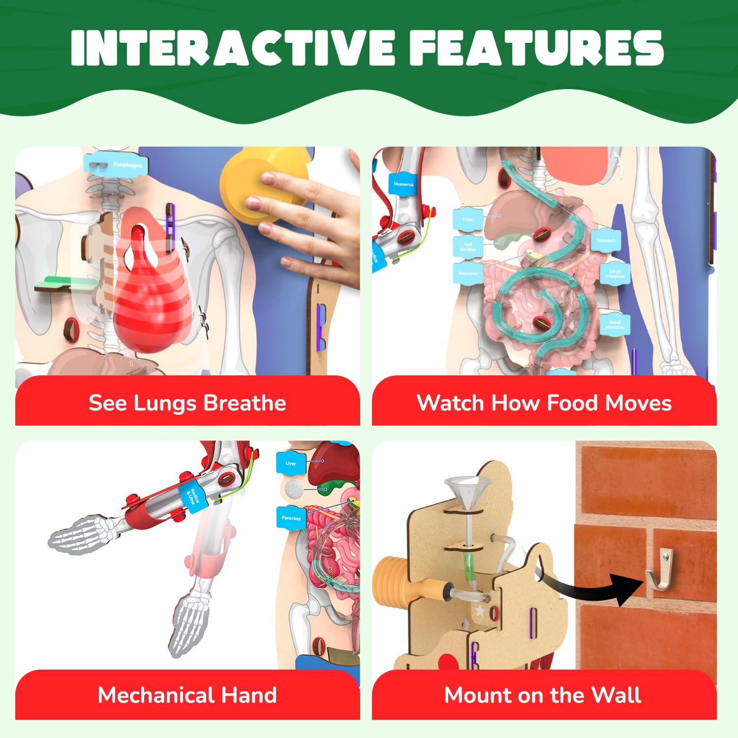 Smartivity Interactive Human Body Model for Kids 8+ I Dynamic Body Parts & Organs + Learning Booklet