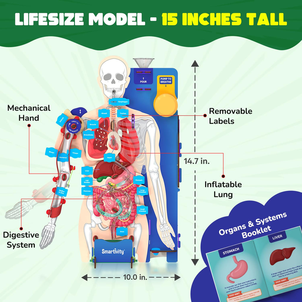Smartivity Interactive Human Body Model for Kids 8+ I Dynamic Body Parts & Organs + Learning Booklet