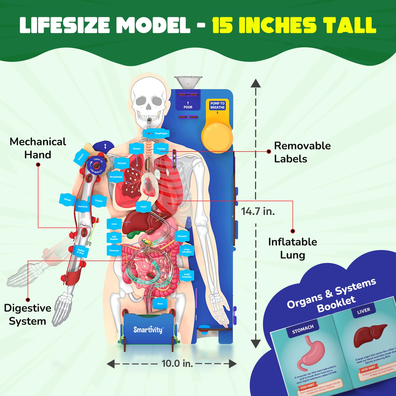 Smartivity Interactive Human Body Model for Kids 8+ I Dynamic Body Parts & Organs + Learning Booklet