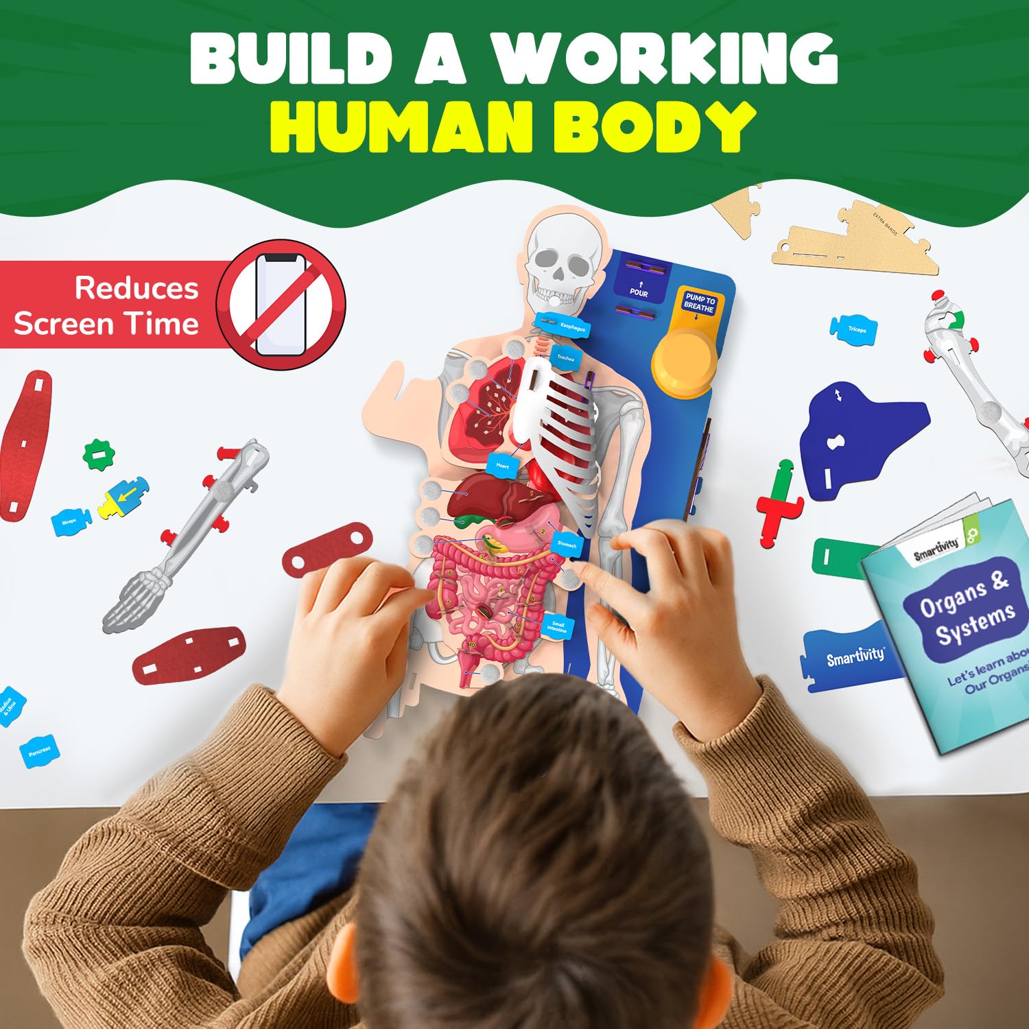 Smartivity Interactive Human Body Model for Kids 8+ I Dynamic Body Parts & Organs + Learning Booklet
